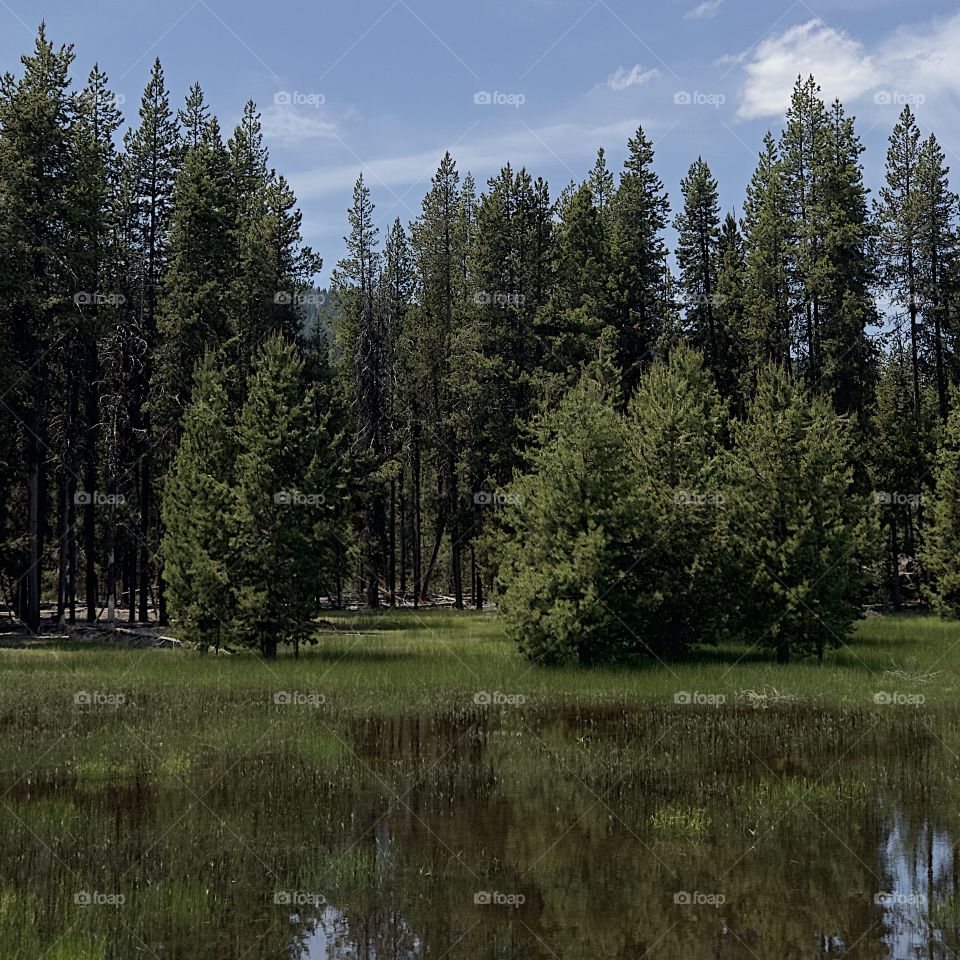 Fir and pine trees along with reads and grasses reflect into the backwaters of Crane Prairie Reservoir in Central Oregon on a sunny summer day. 
