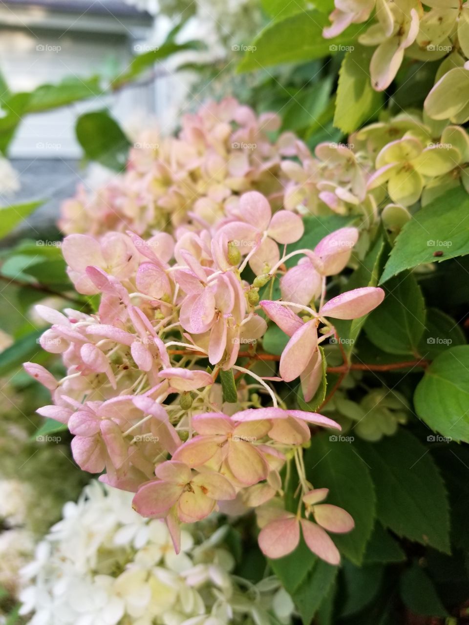 hydrangea white to pink