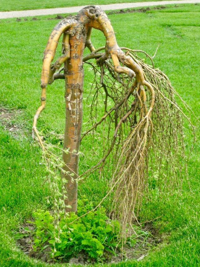 Landscaping trees
