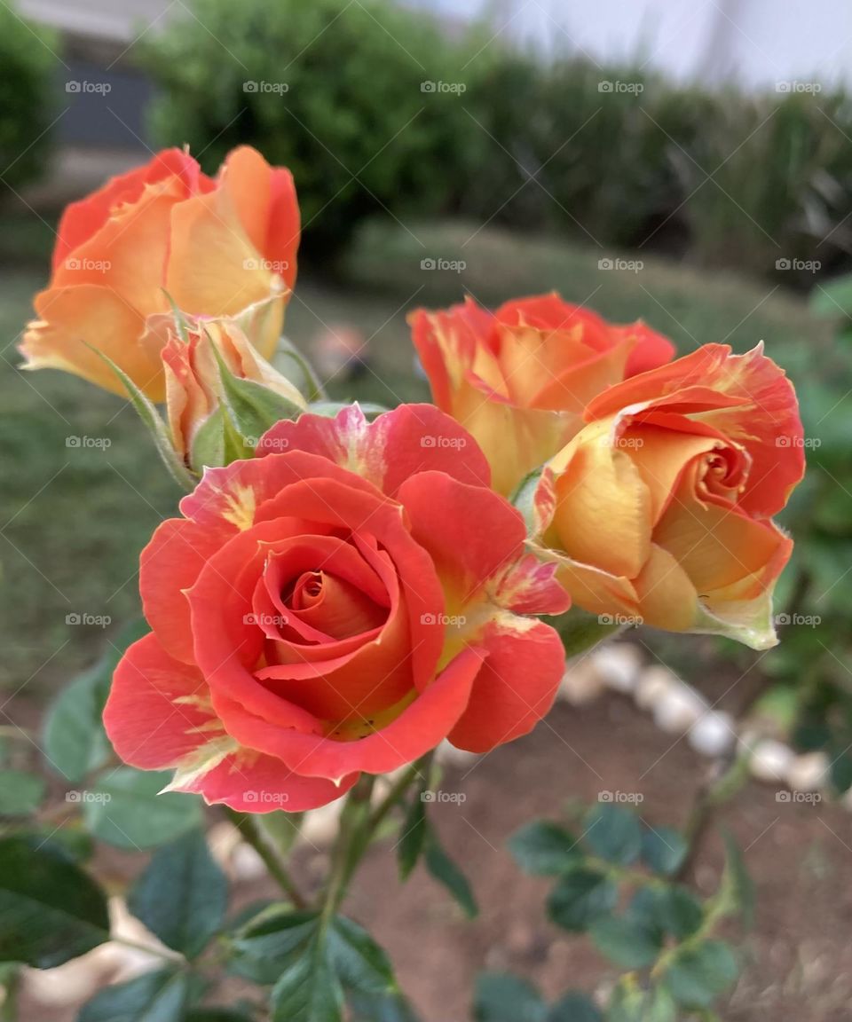 🌹 🇺🇸 Very beautiful flowers to brighten our day.  Live nature and its beauty. Did you like the delicate petals? / 🇧🇷 Flores muito bonitas para alegrar nosso dia. Viva a natureza e sua beleza. Gostaram das pétalas delicadas? 