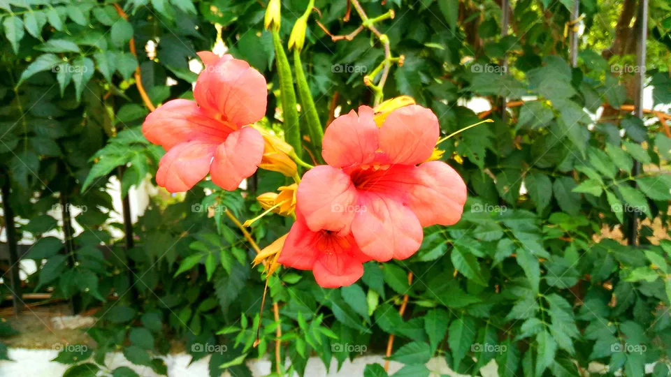 orange trumpet vine (Campsis radicans - Bignoniaceae  - Bignonia) on the italian island of Ischia