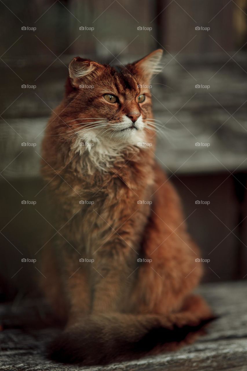 Rudy somali cat sitting on an old wooden bench at summer day