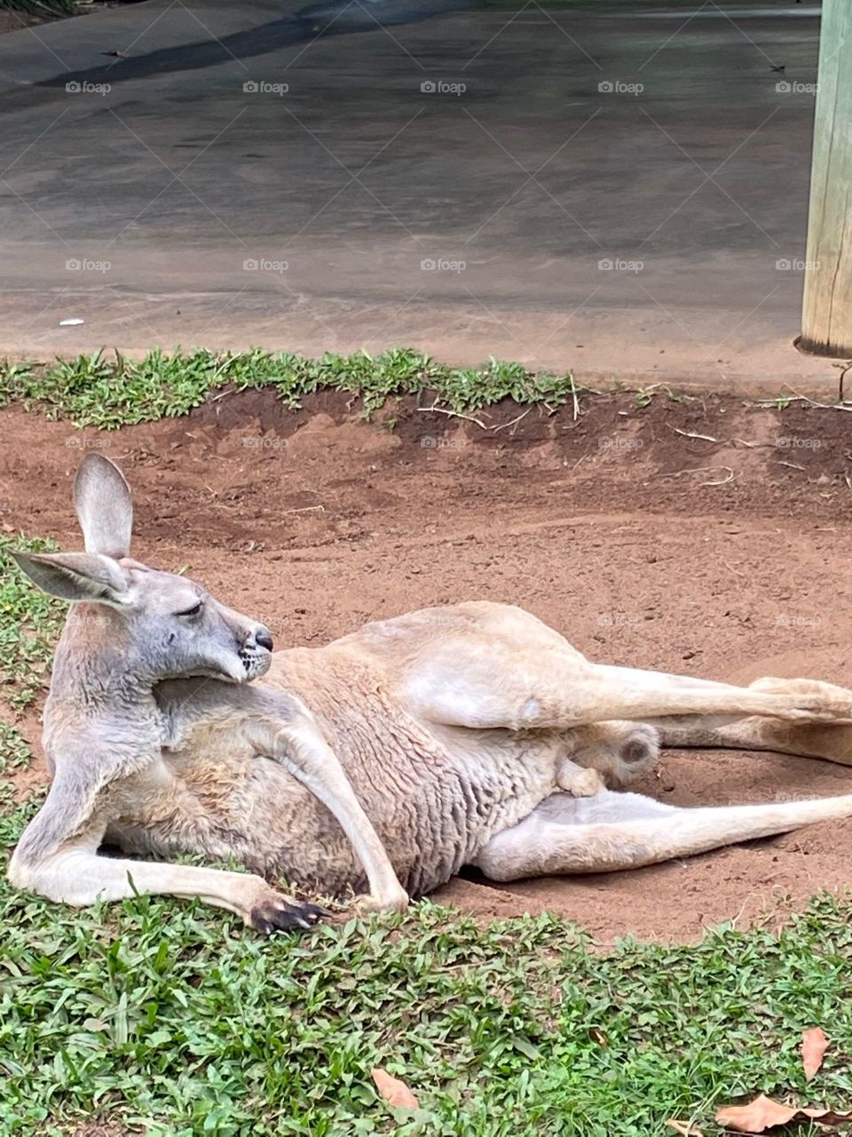 canguru