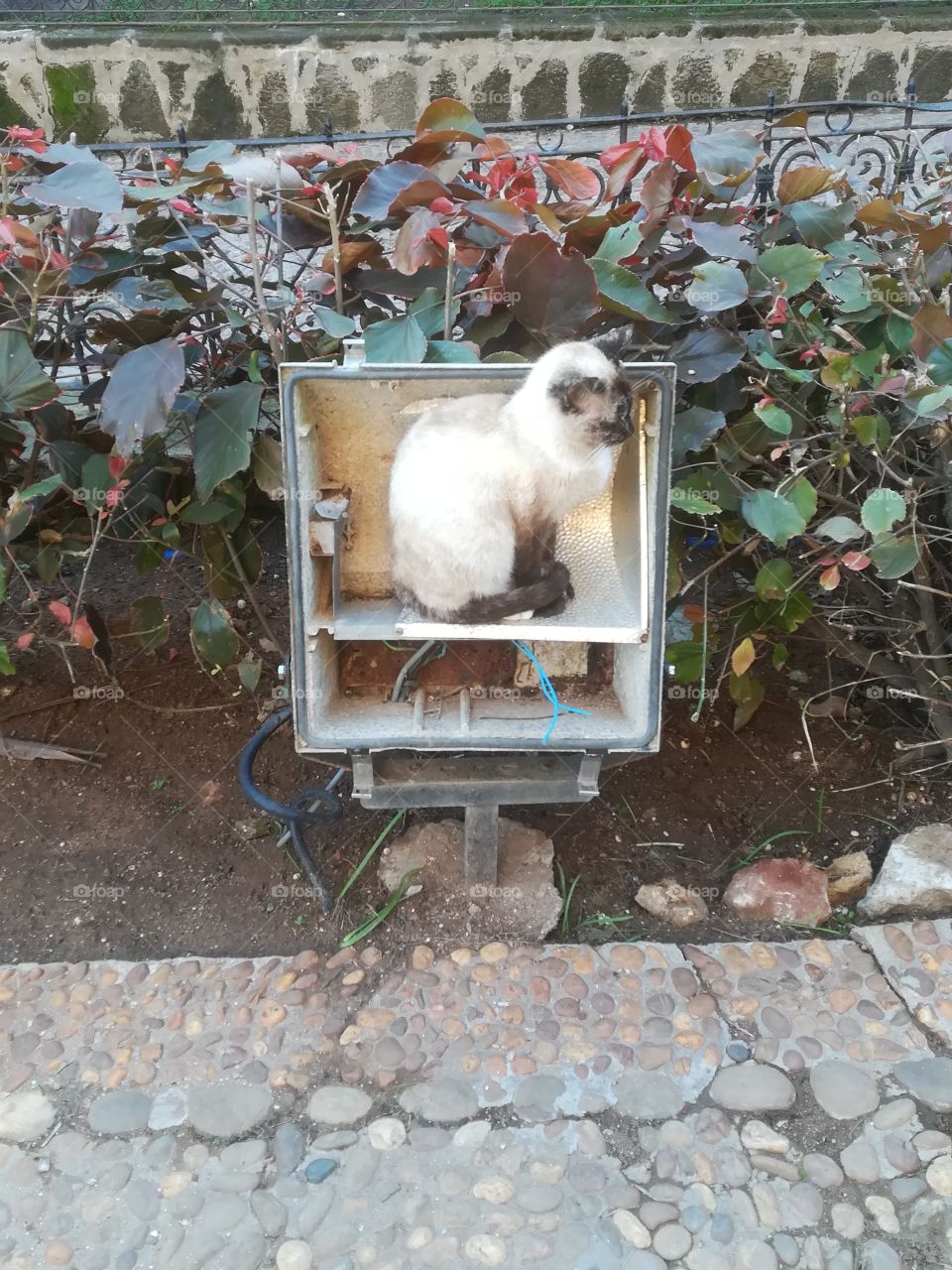 Cats everywhere in Morocco, even where least expected. Andalusian gardens, winter 2019, Rabat.