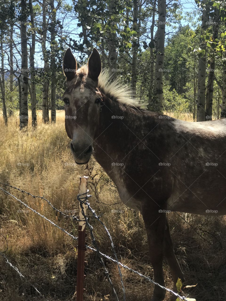 An inquiring mule from a nearby ranch, free to graze between birch trees by the lake. 