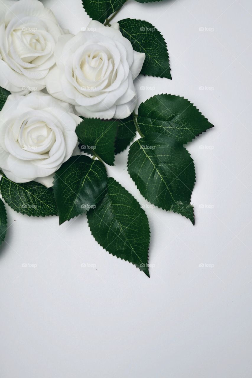 Flowers of white color (White Roses) with green leaves.