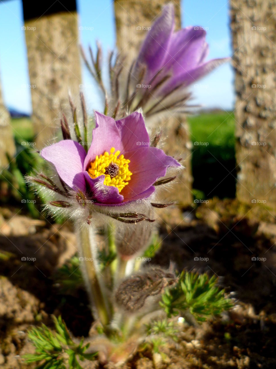 Blooming purple flower in the spring garden