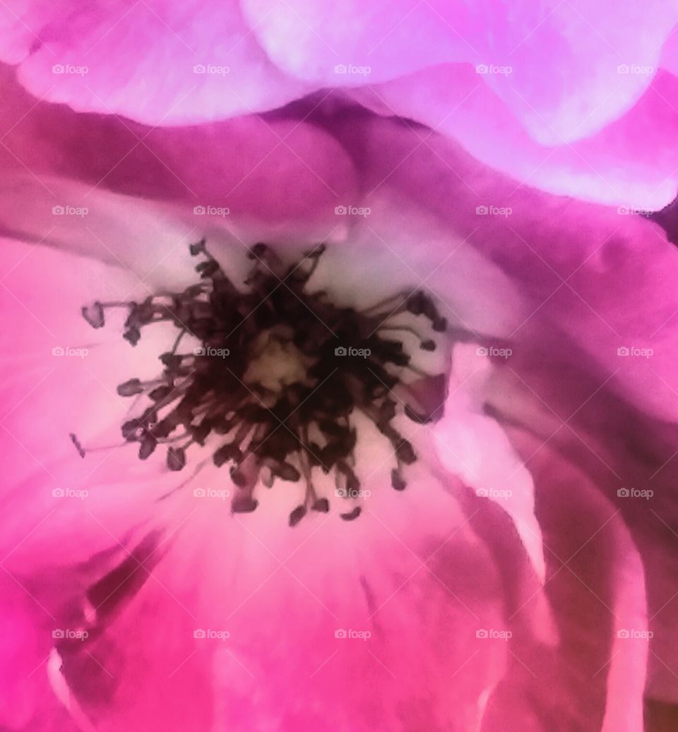 Macro Shot of Center of Pink and White Flower