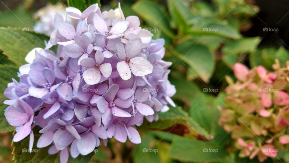 Florezinhas, cores suaves; lilas.