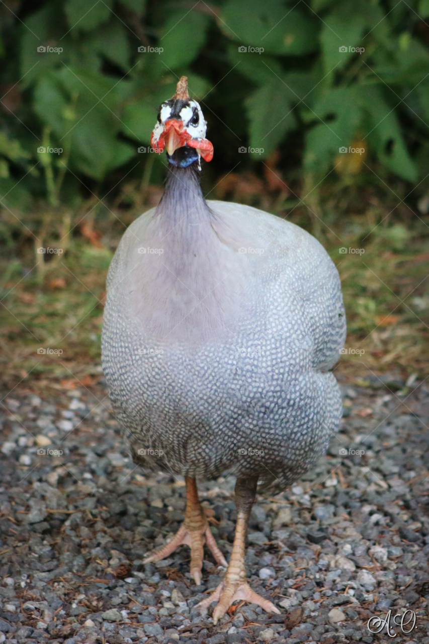 Guinea hen