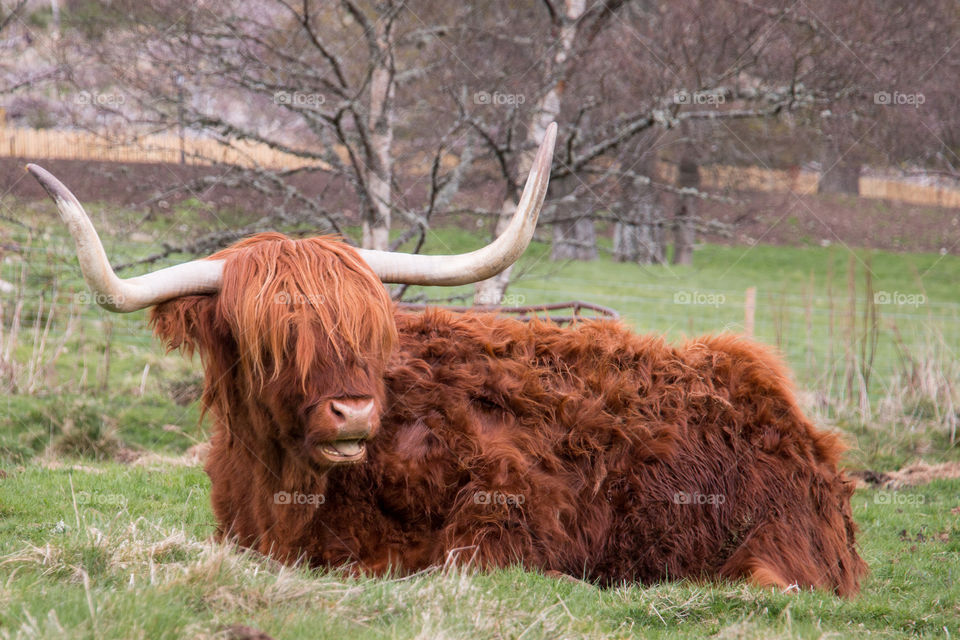 Cow sitting on grass