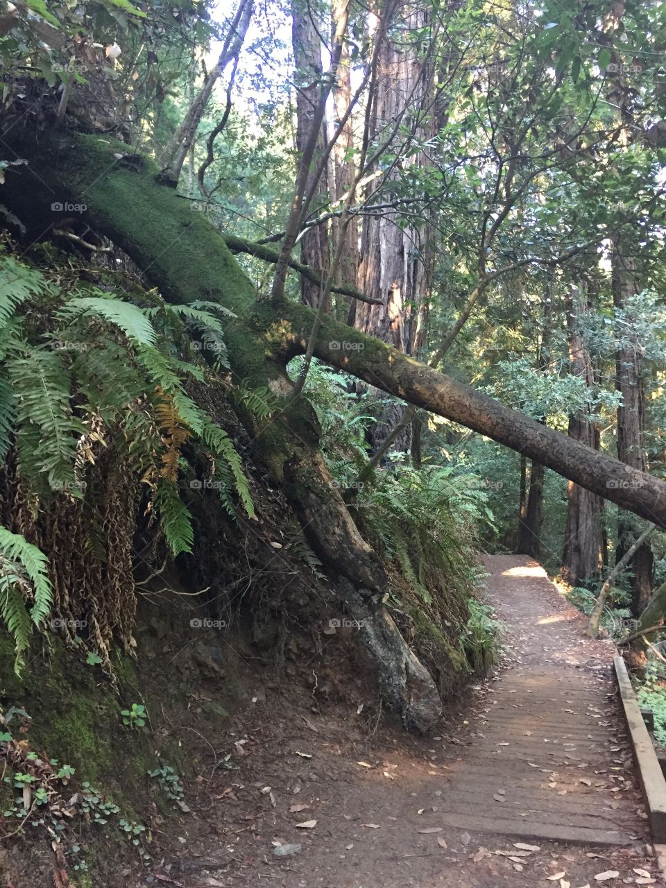 A mossy tree that crosses over a man made path through the forest of ferns and redwood trees 