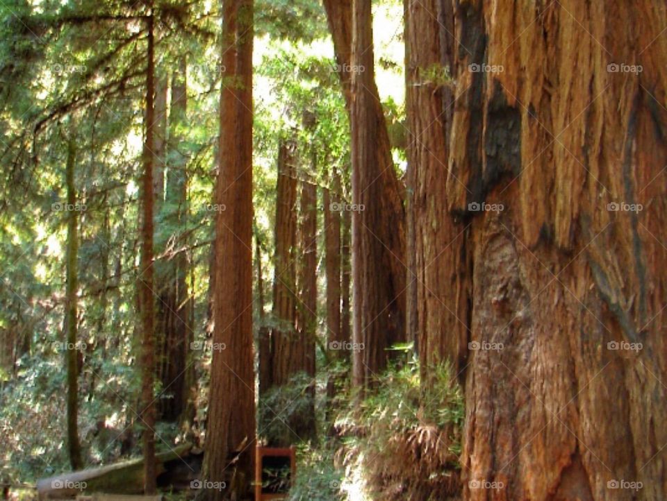 Redwood forest