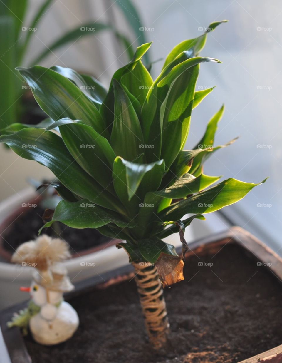 Dracaena on a window in a pot