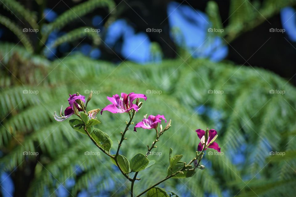 Beautiful flowers above me