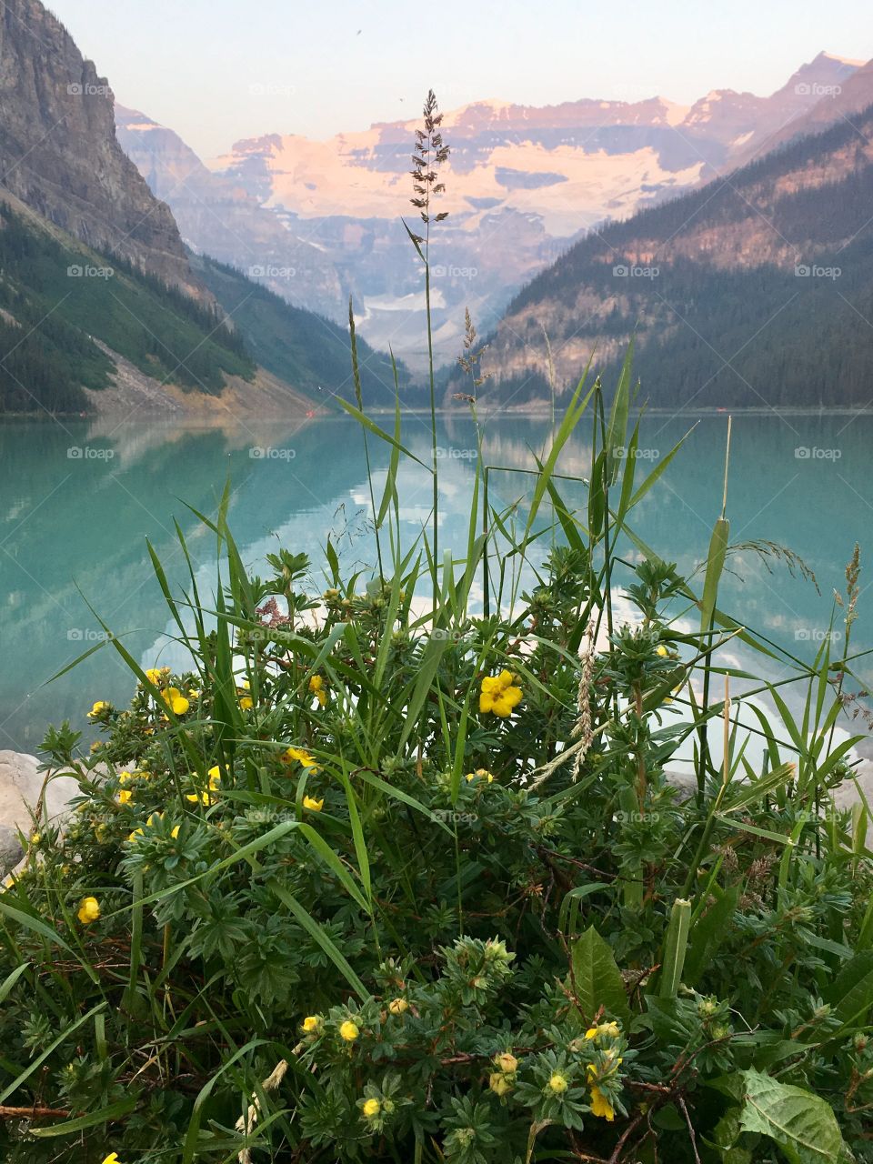 Yellow floral bush foreground with beautiful and majestic  Lake Louise in background in early morning 