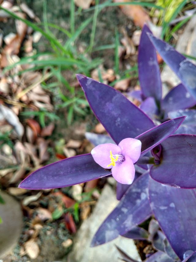 Flower image