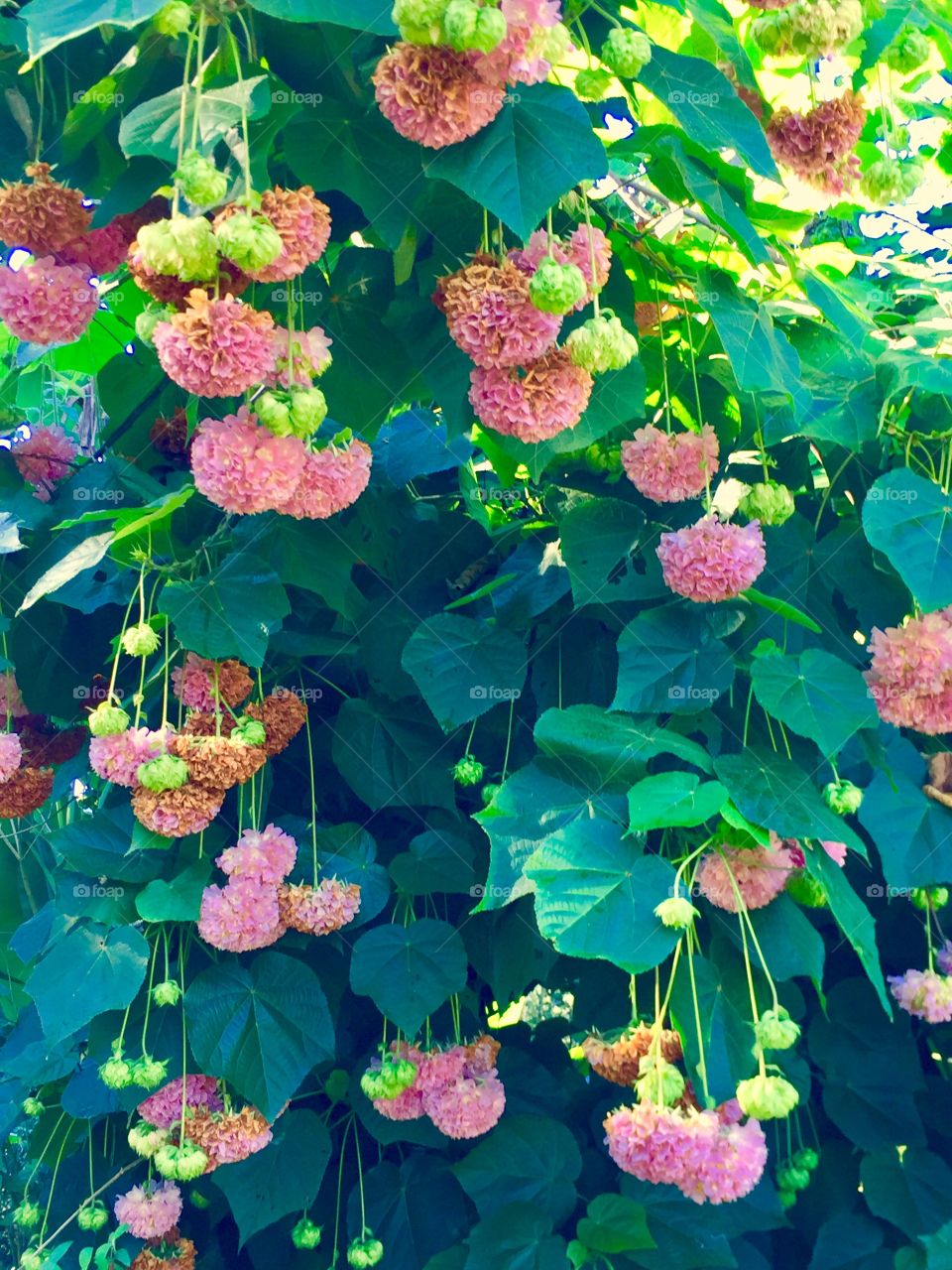 Pink flowers 