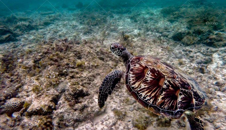 Turtle swimming in the ocean 