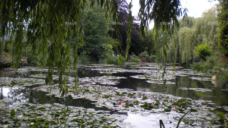 pond and vegetation