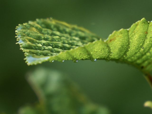 Morning dew