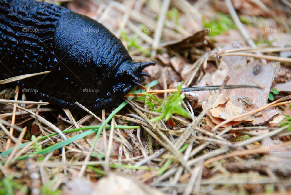 grass forest woods animal by jbdc