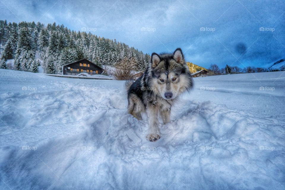Little wolf in the snow