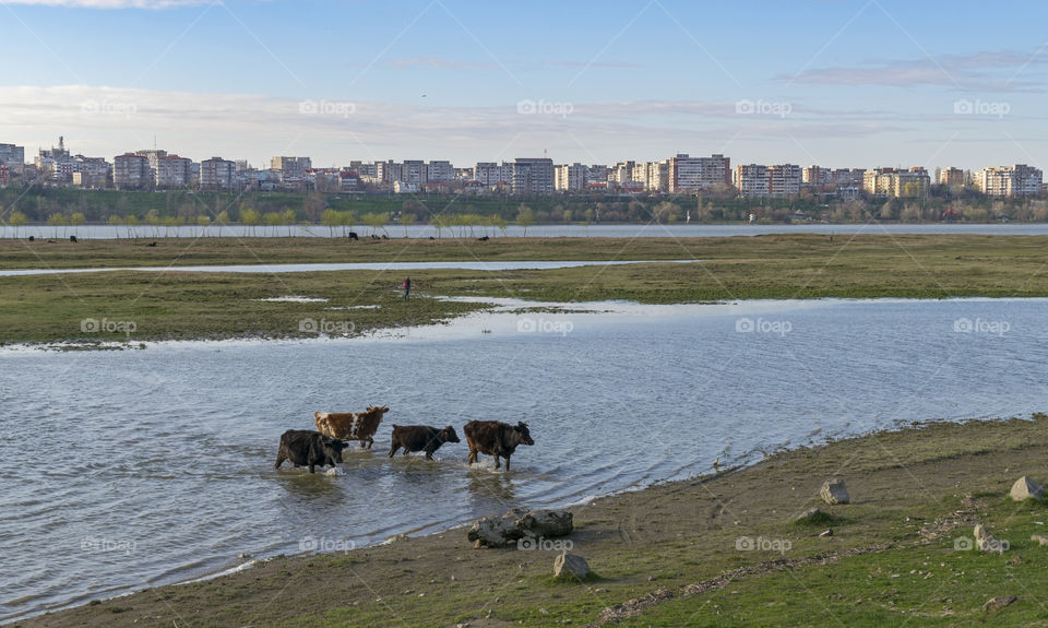 Cows in river on town background.Sunny day