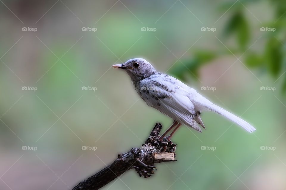 Oriental  Magpie Robin