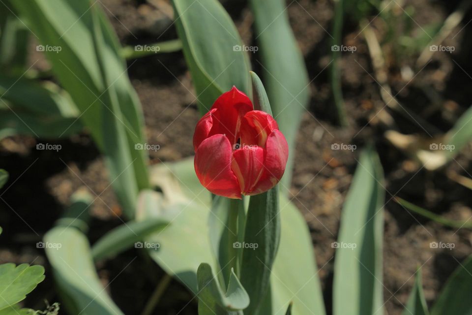 тюльпан