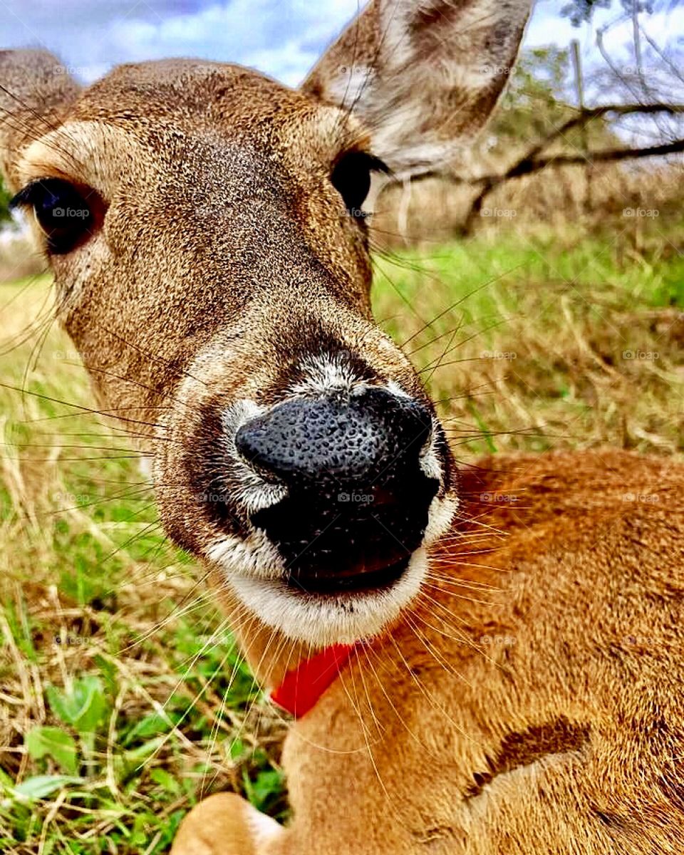 Friendly Deer