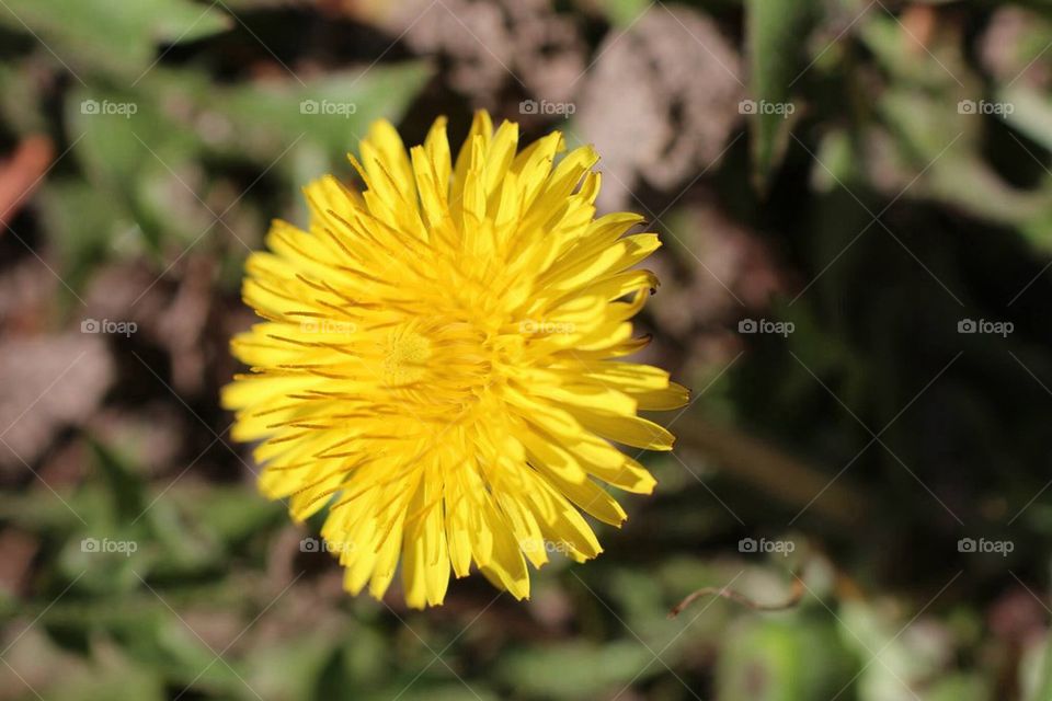 Dandelion