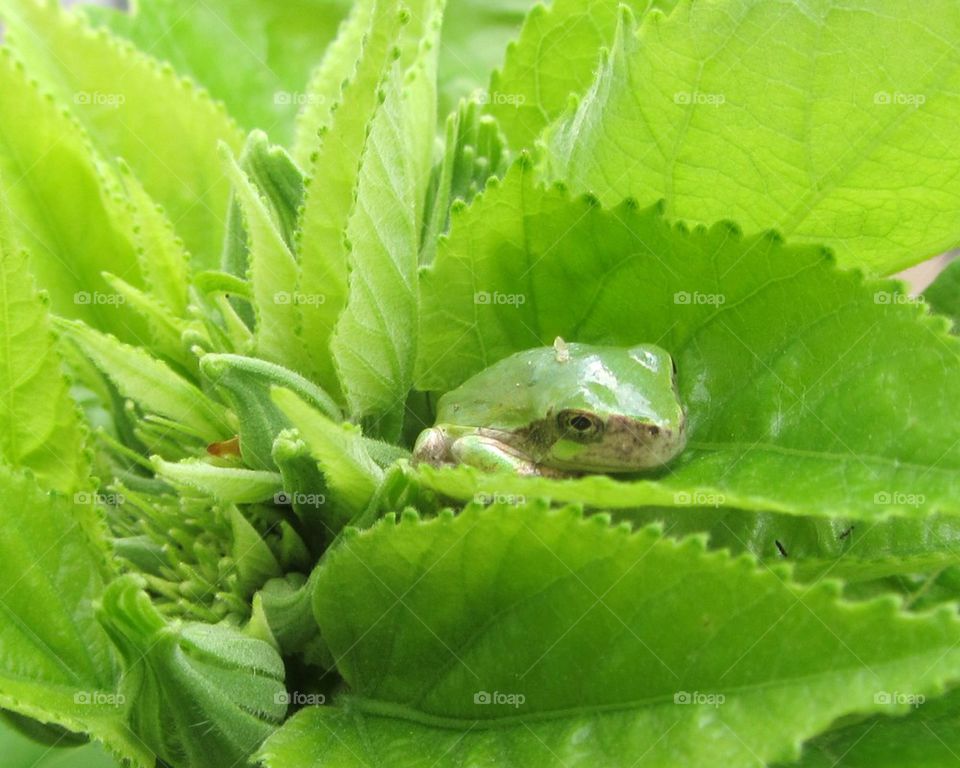 FROG HIDING IN PLANT