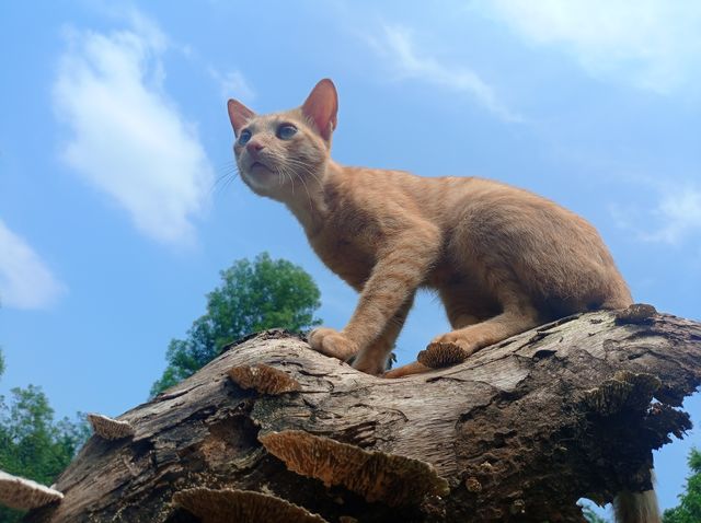 cat 🐱
