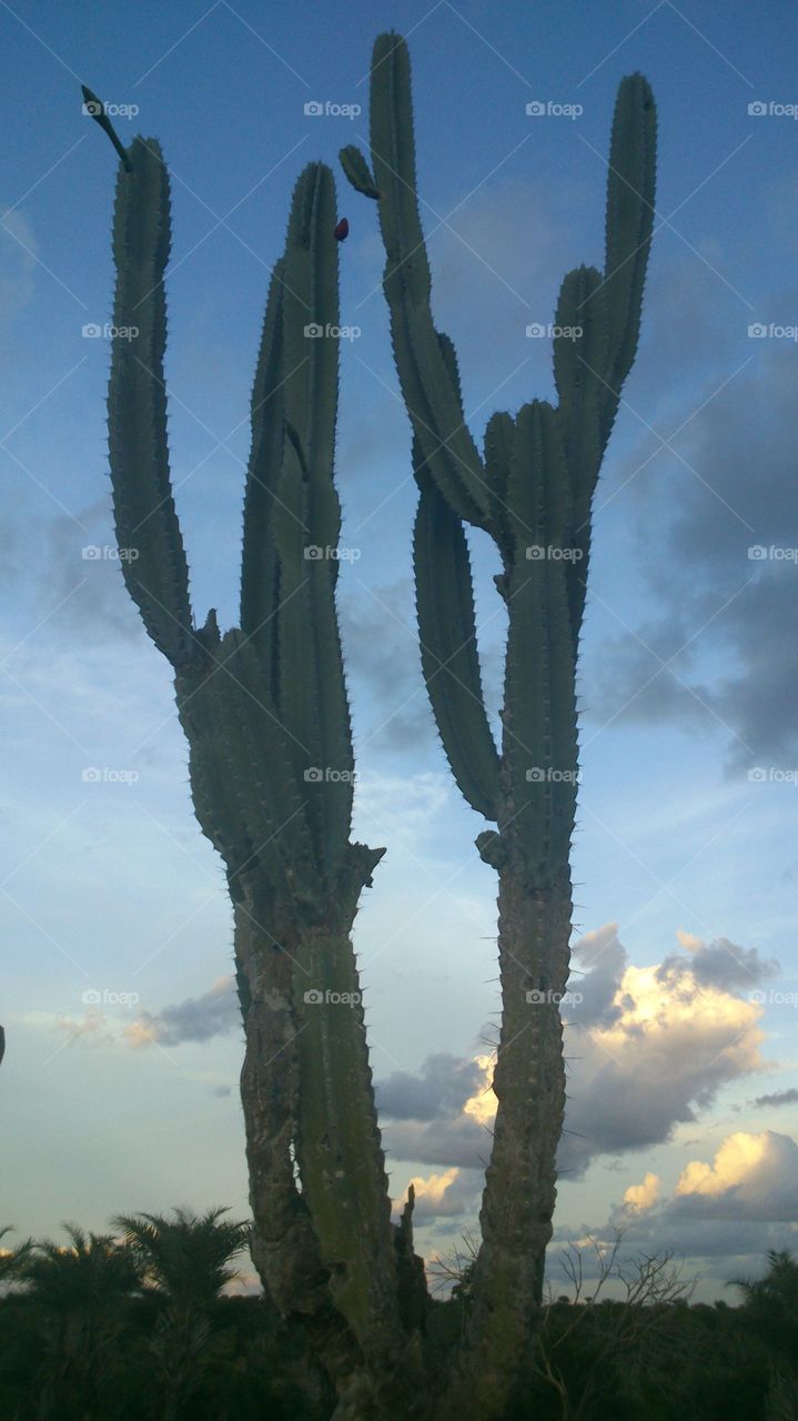 Close-up of cactus against cloudy sky