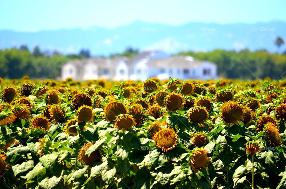 Sunflower Fields 🌻