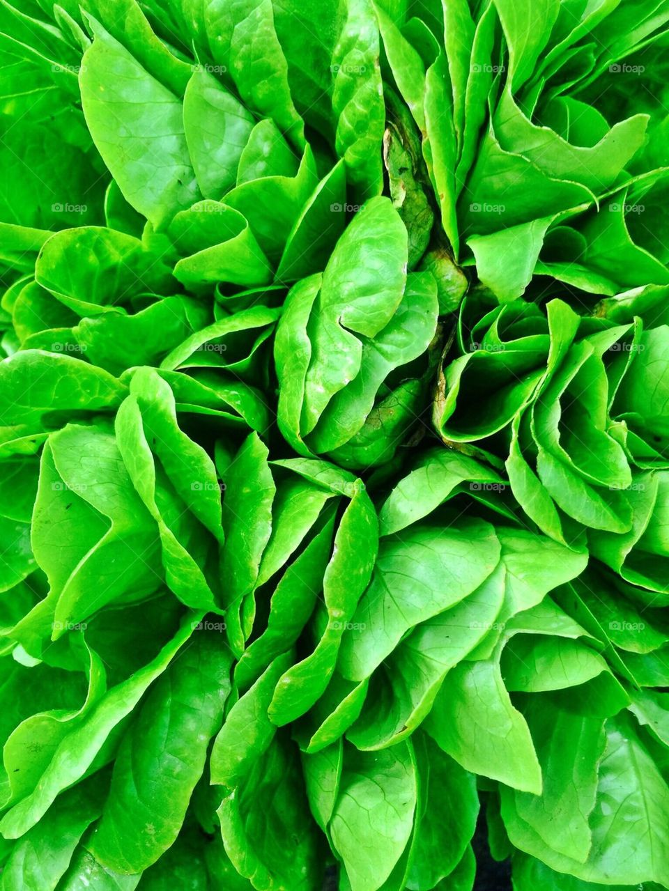 Butter Lettuce