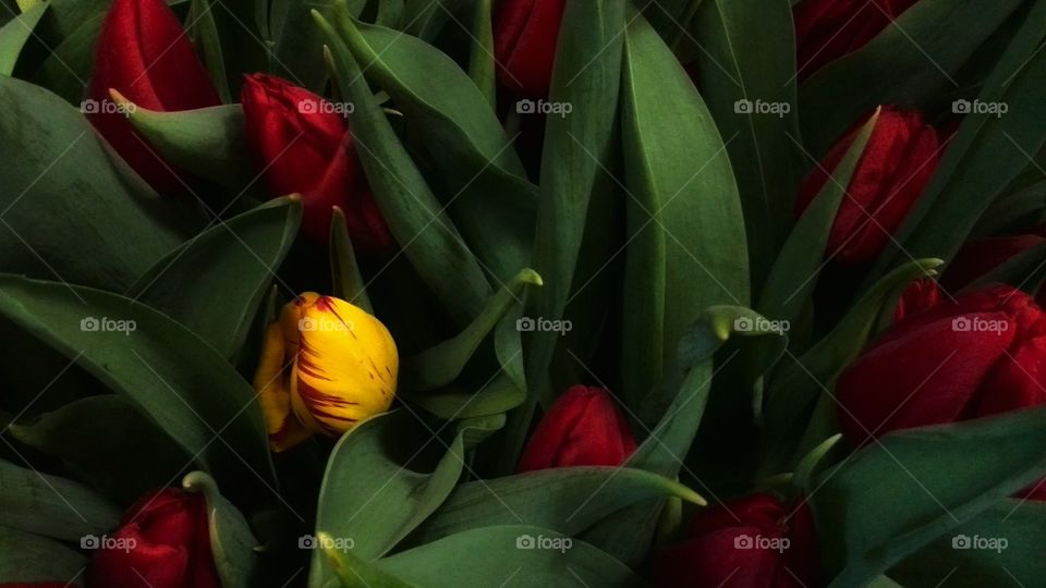 Tulips