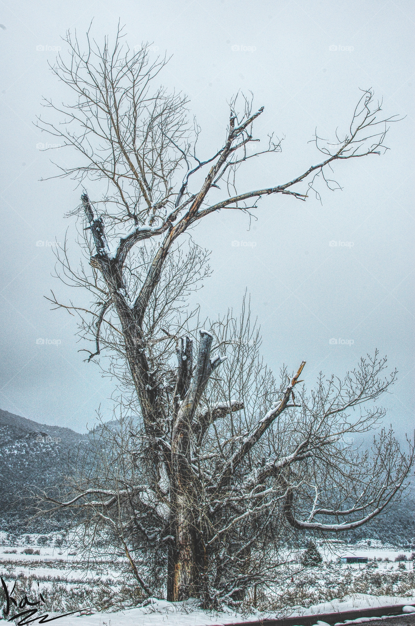 Snowy tree 2