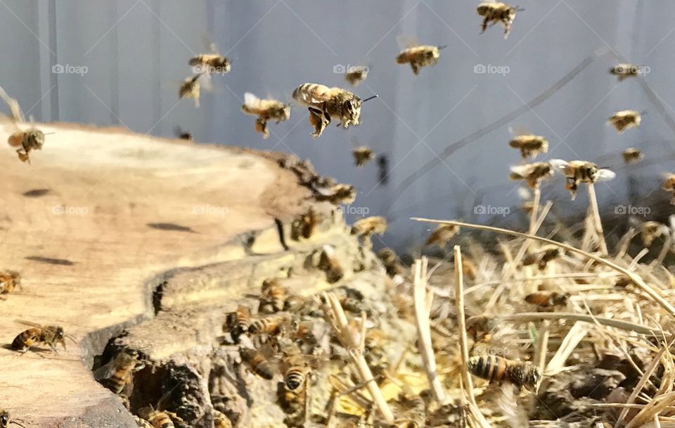 Honeybees Collecting Pollen On A Warm Winter Day