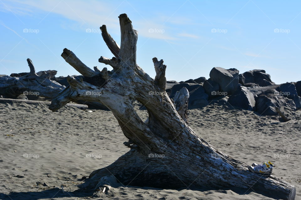 Driftwood on the beach 