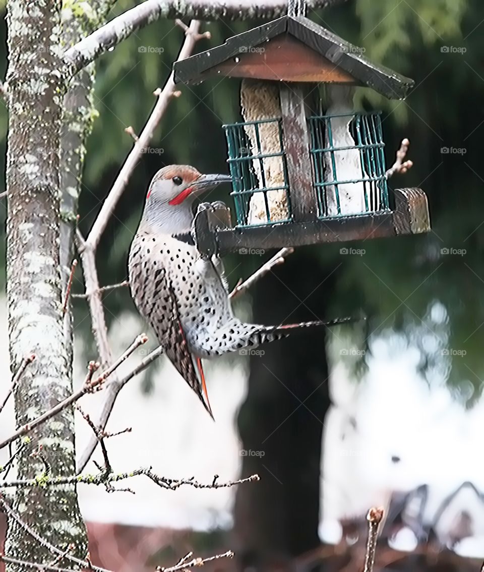 Flicker Feeder