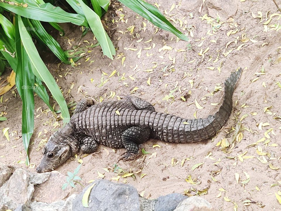Crocodiles bask in the sun, lie on the sand, eat and frolic. Crocodile Farm. Breeding crocodiles. Crocodile sharp teeth.