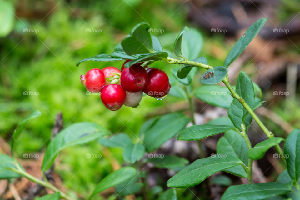 Lingonberry growing in the forest  - lingon växer skog höst 