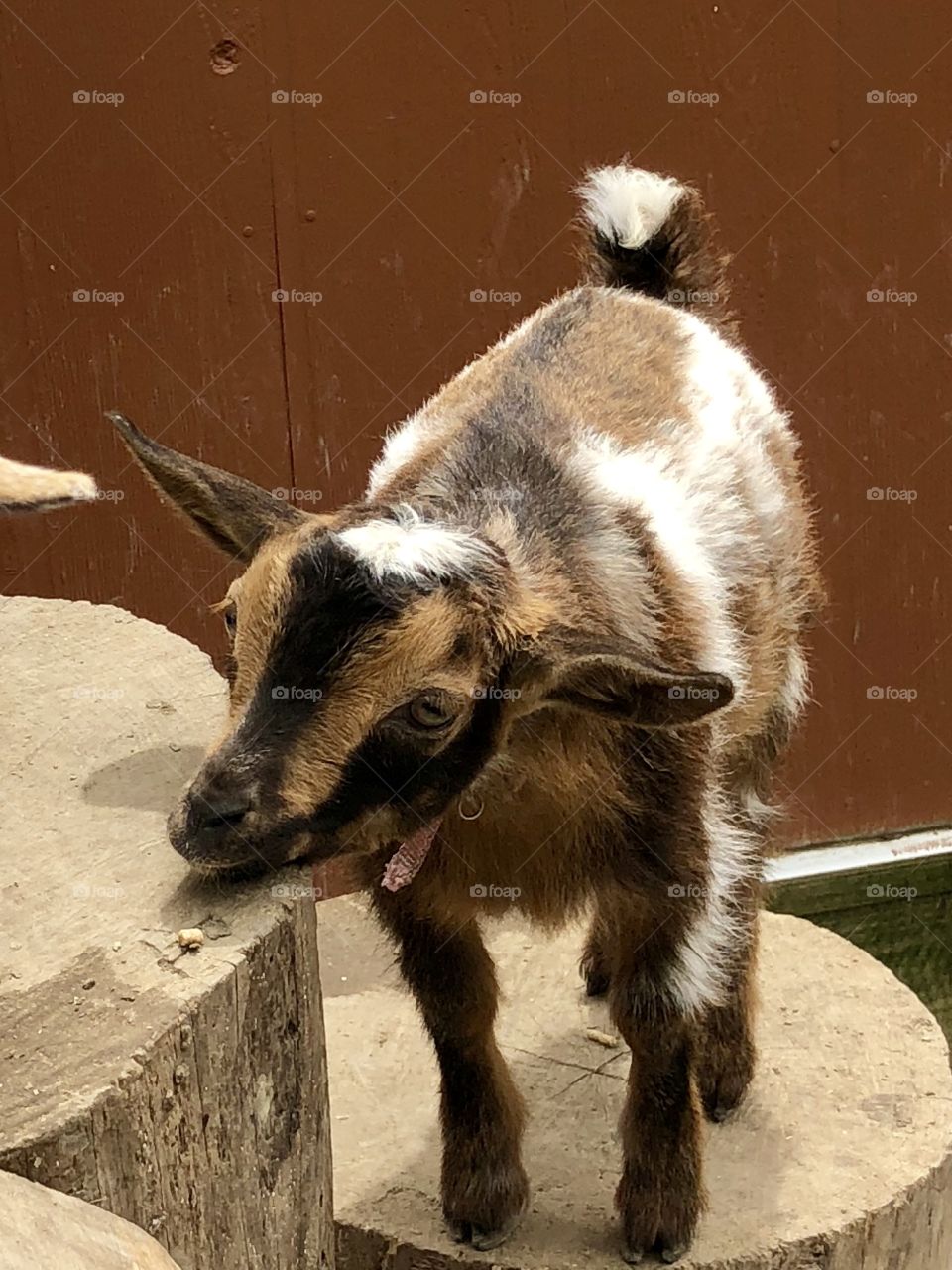 Adorable baby goat standing on wood block, looking towards camera. Honey Sweetie Acres, Goshen, OH.
