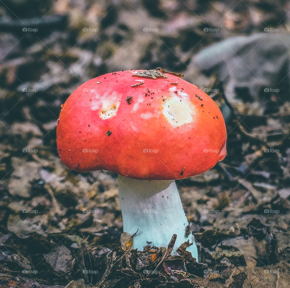 A single red and white Russulaceae mushroom growing out of the soil 