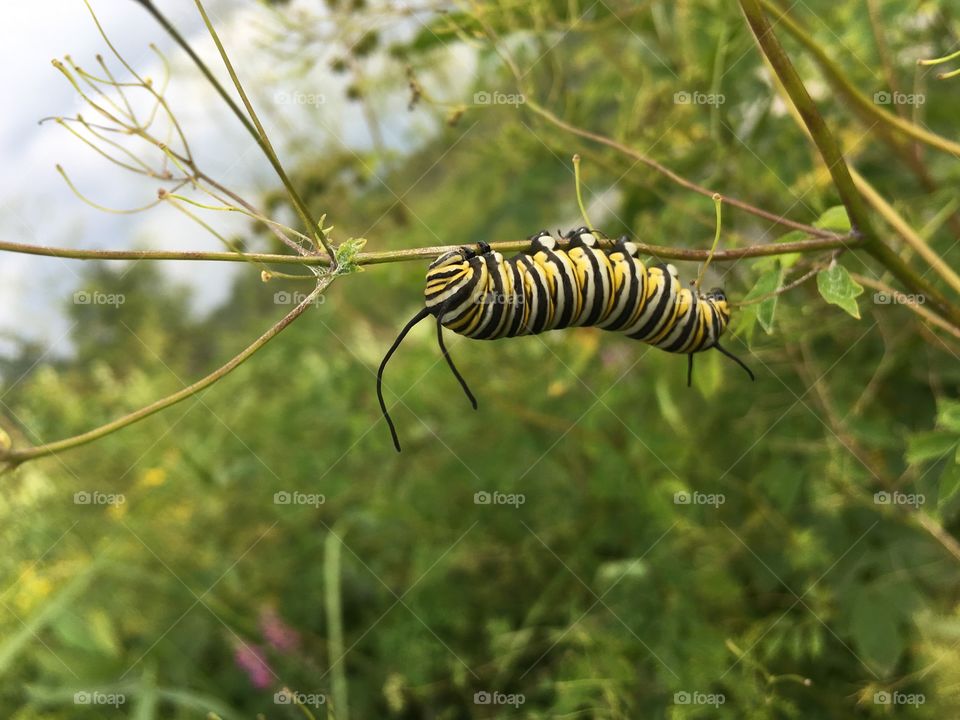 Monarch caterpillar in a marsh