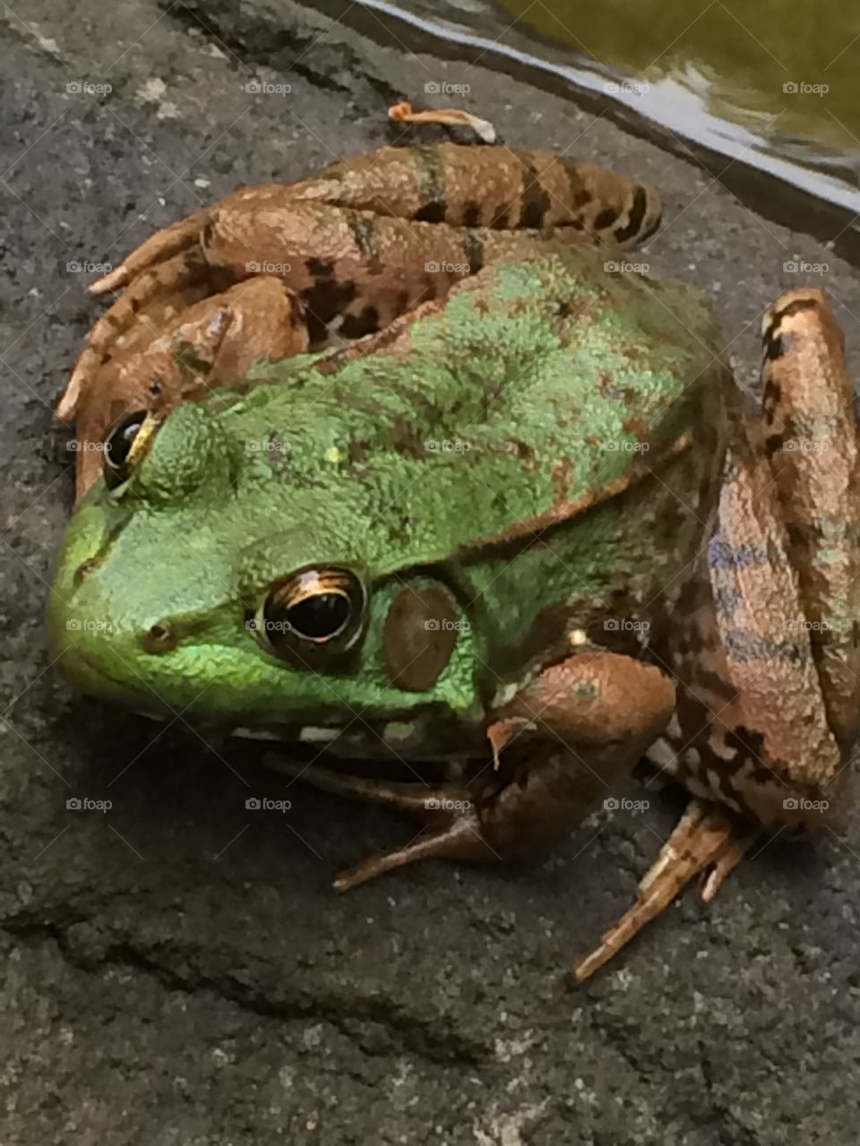 A frog prince