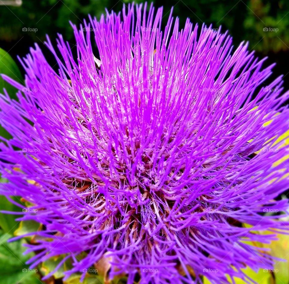 purple flower head