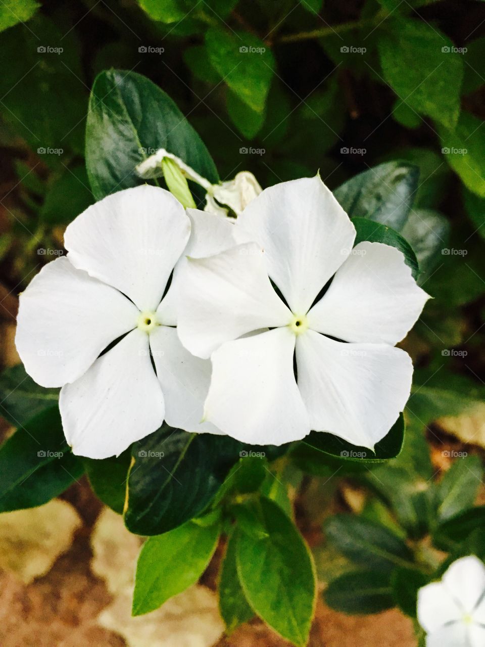 Flores do nosso jardim! Essa é uma "Maria-beijinho" branca!